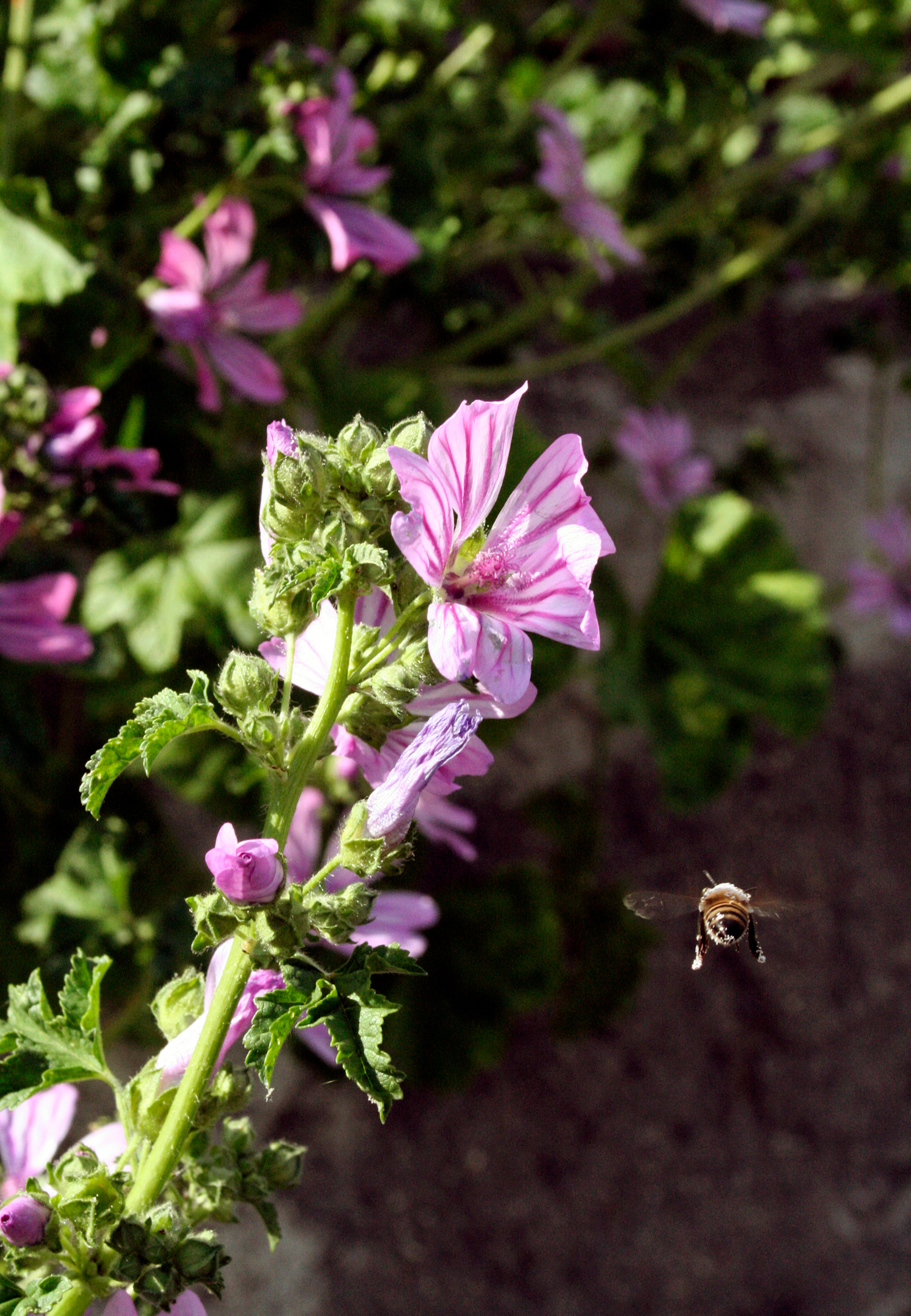 Photogenic Bees